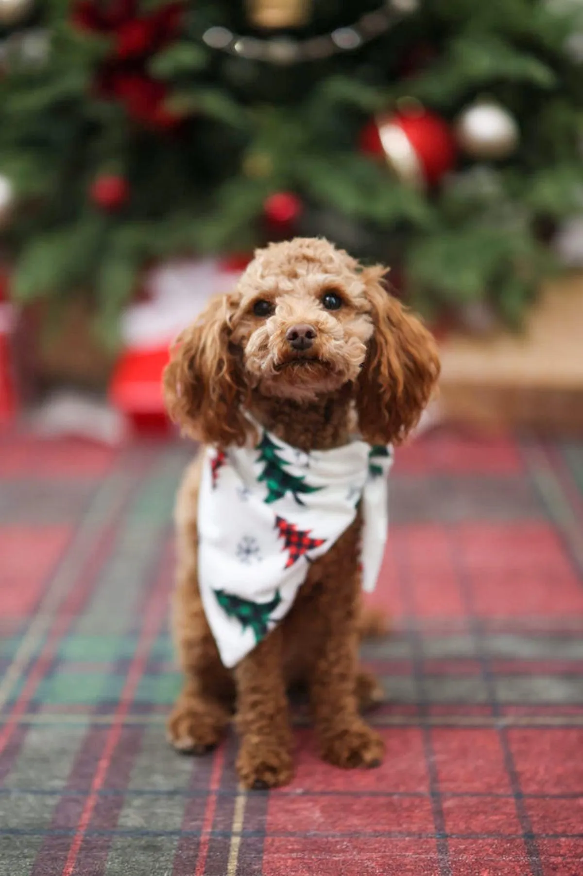 Festive Winter Trees Family Pajama Set - AND PET BANDANA!